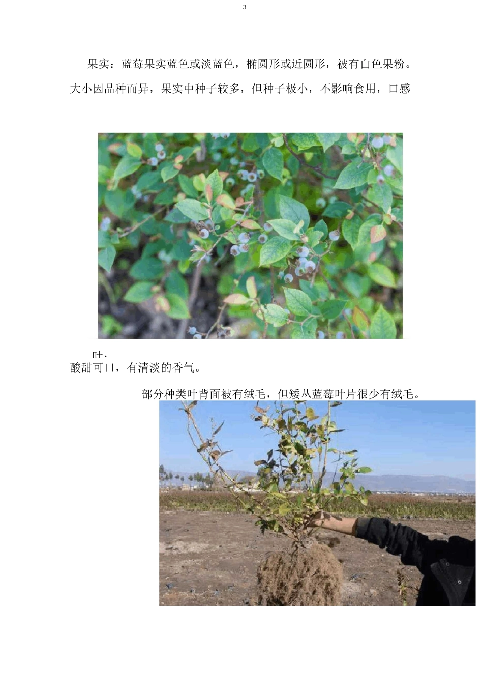 蓝莓全套栽培技术(收藏版)_第3页