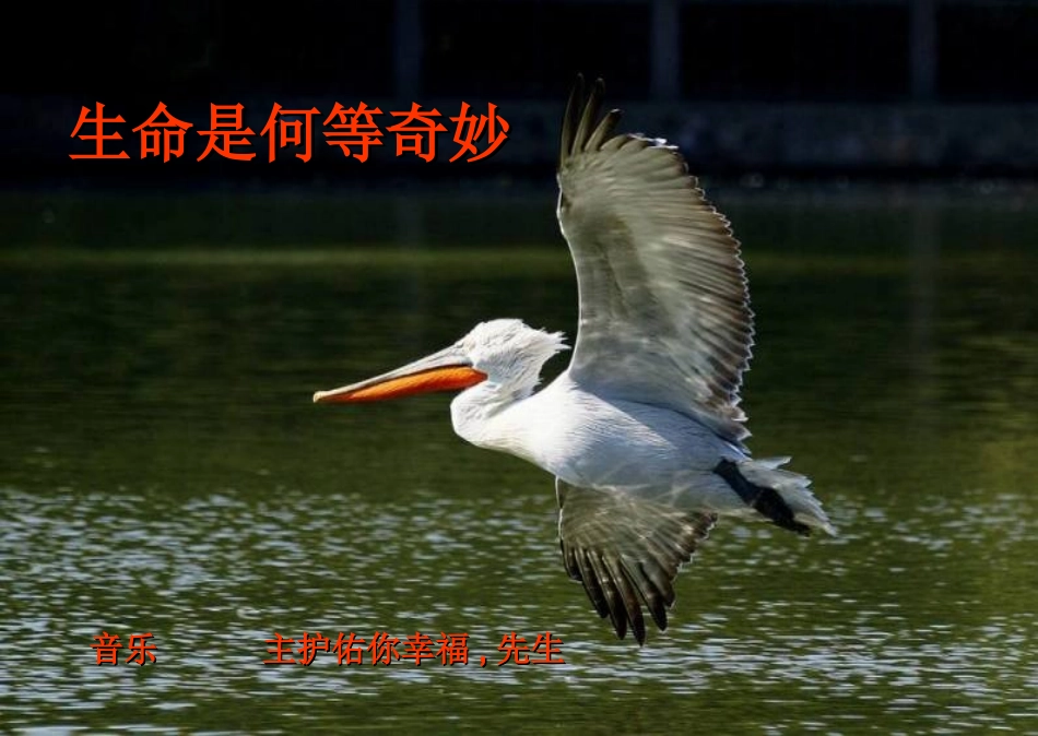 生命是何等奇妙-SlideBoom_第1页