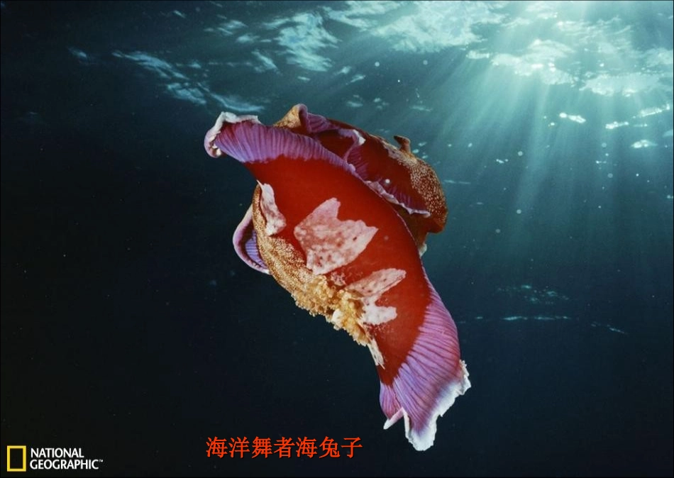 生命是何等奇妙-SlideBoom_第2页