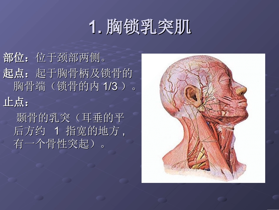 颈项部肌肉基础解剖——起止点及作用_第2页