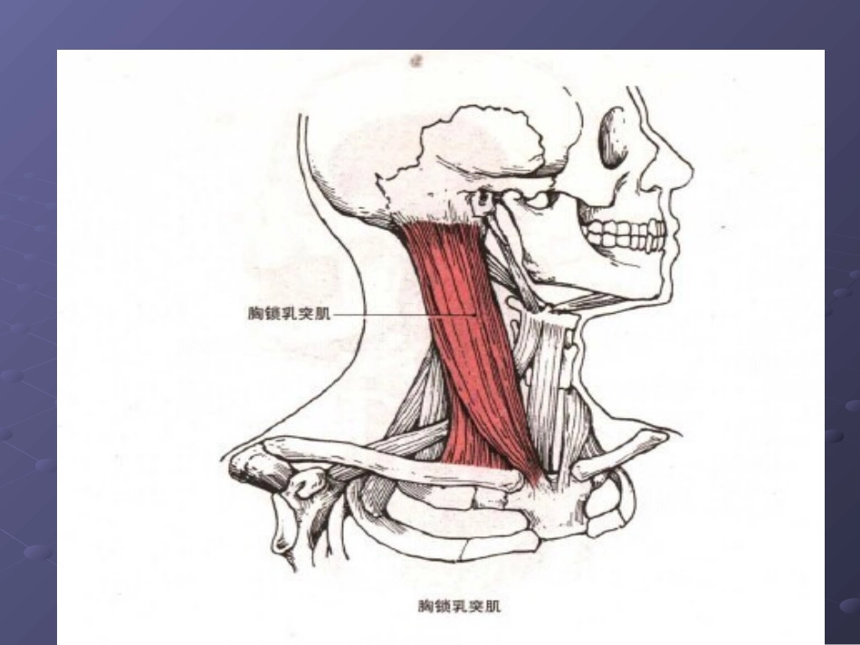 颈项部肌肉基础解剖——起止点及作用_第3页