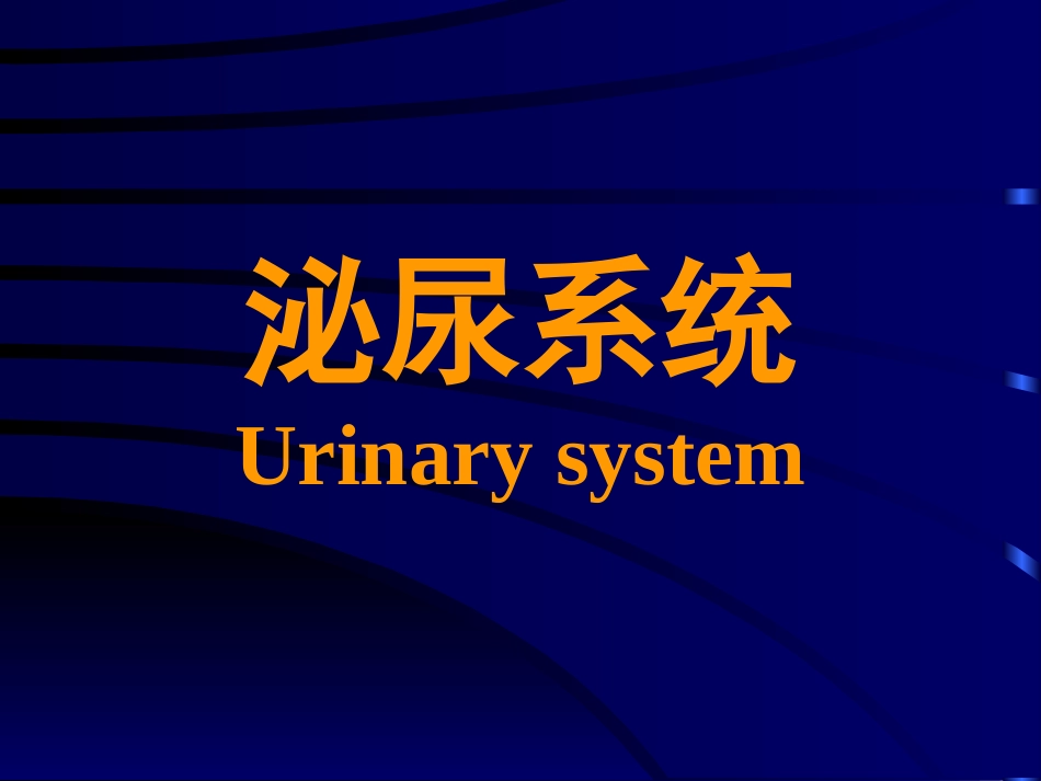 泌尿系统--组织学与胚胎学_第1页