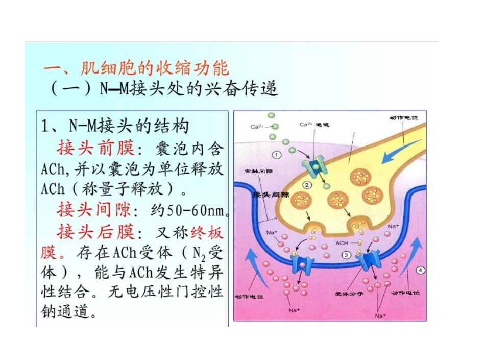 骨骼肌收缩原理_第2页