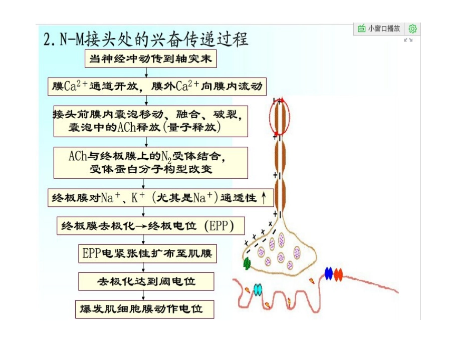 骨骼肌收缩原理_第3页