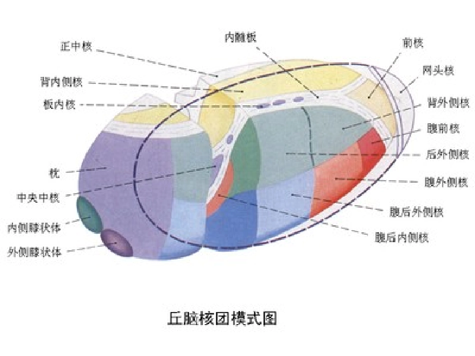 丘脑供血动脉及丘脑梗死_第2页