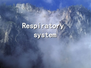 呼吸系统--组织学和胚胎学