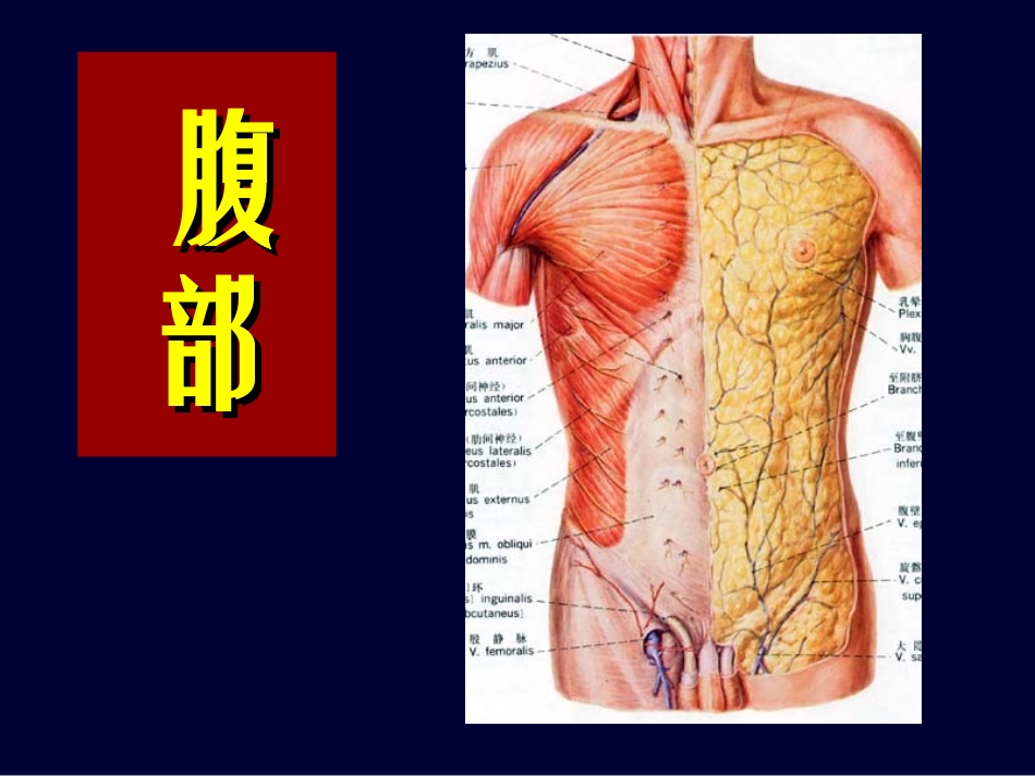 局部解剖学 腹部_第1页