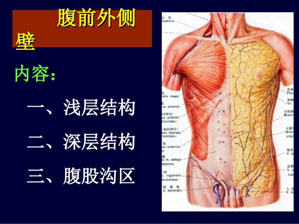 局部解剖学 腹部_第3页
