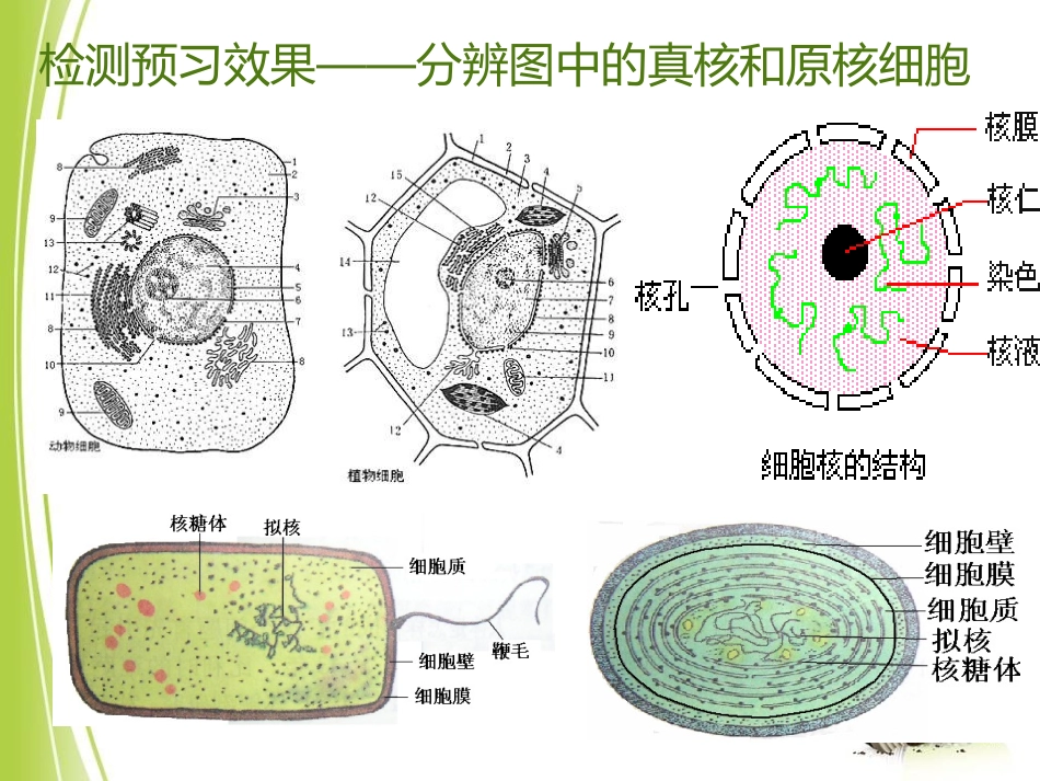 细胞的多样性和统一性(共24张PPT)_第1页