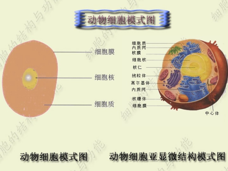 第二章 细胞生理1_第2页