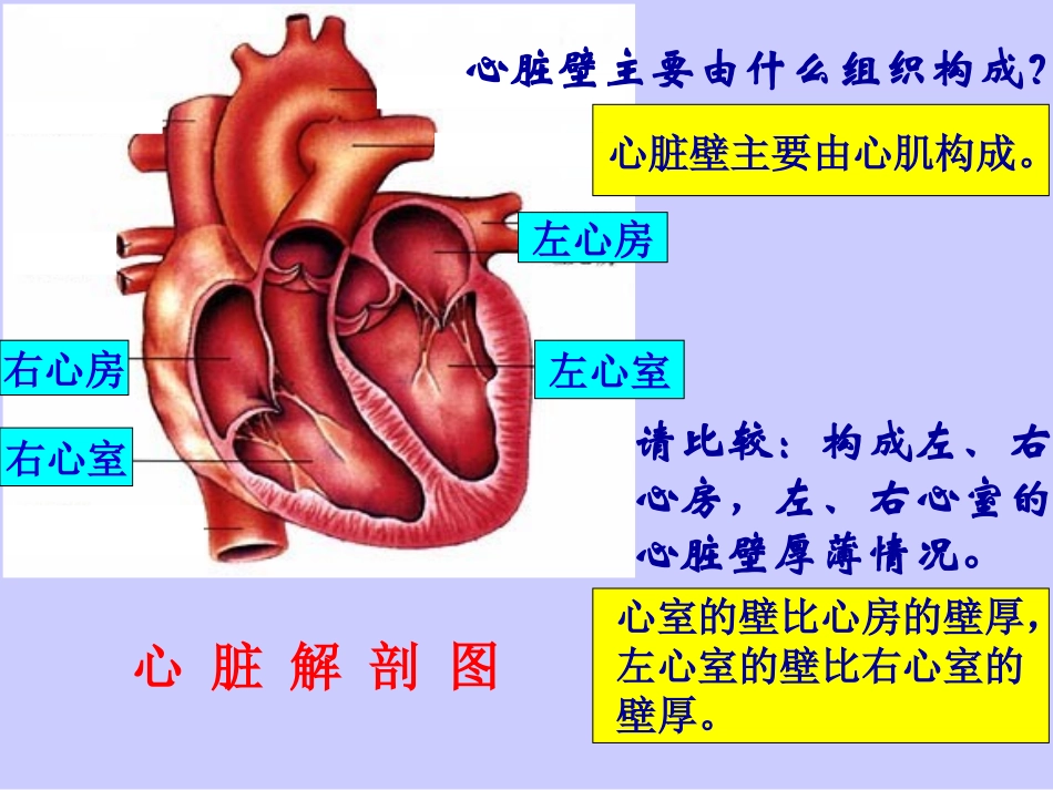 心脏-血液循环_第3页