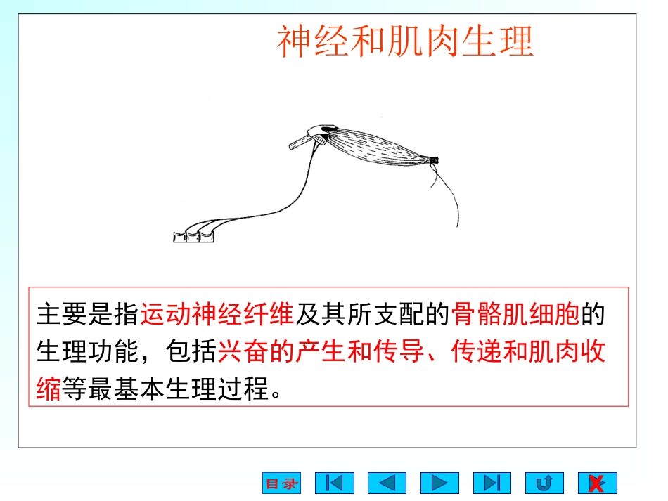 神经和肌肉-1模板_第2页