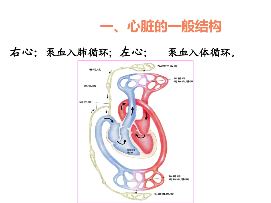 第七章 血液循环_第3页