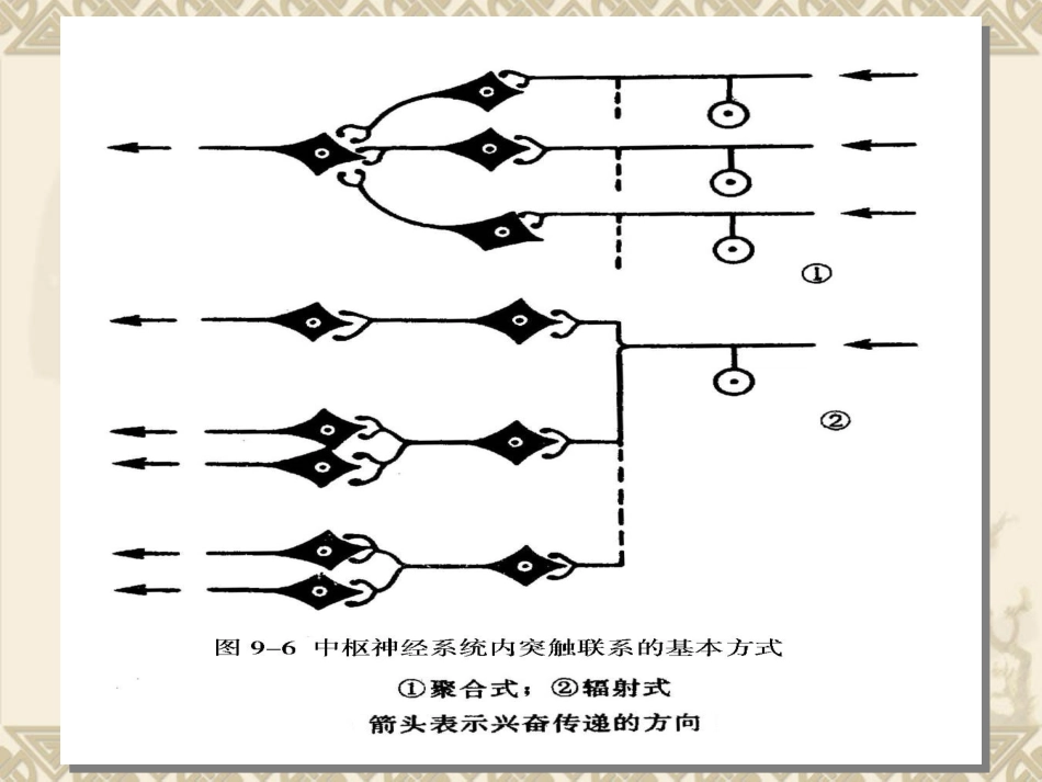动物生理学 第九章神经生理_第2页