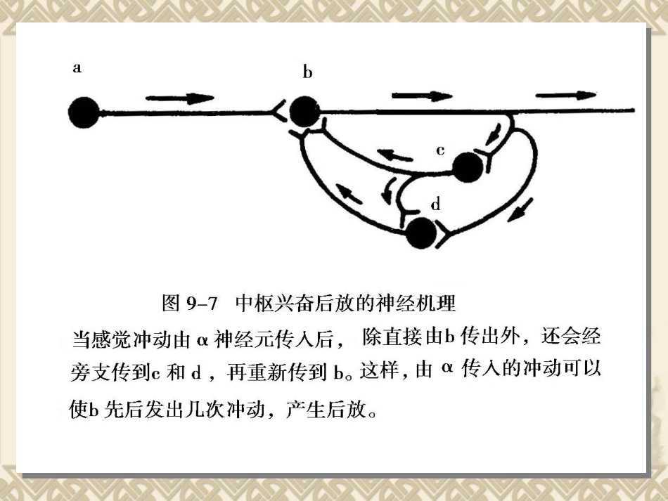 动物生理学 第九章神经生理_第3页