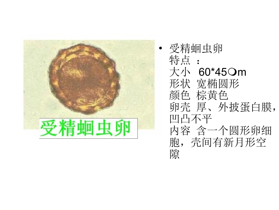 寄生虫图片1_第3页