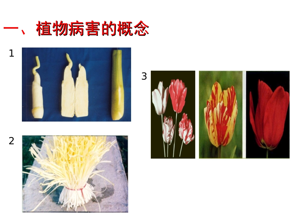 植物病害基础知识12.27_第2页