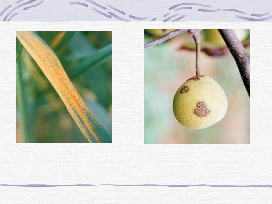 植物病害基础知识12.27_第3页