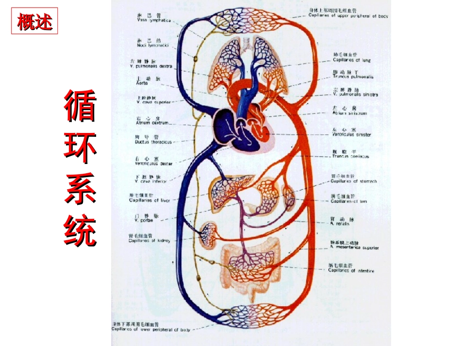 病理生理第15章 心力衰竭_第3页