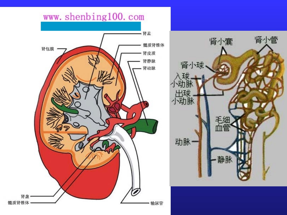 泌尿系统疾病_第2页