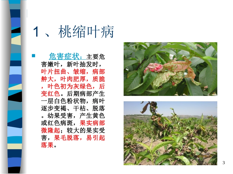 桃树病虫害防治技术_第2页