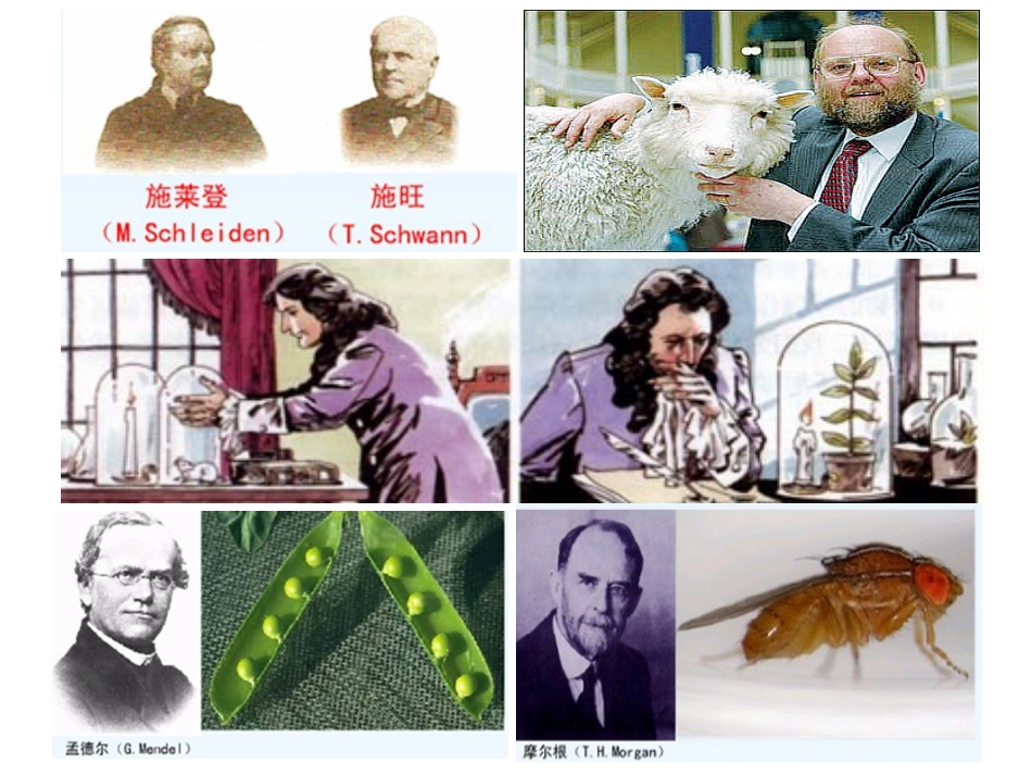 对细胞分裂素_第2页