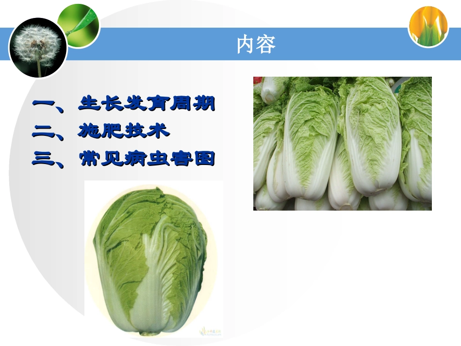 大白菜生育期考察项目及施肥技术_第2页