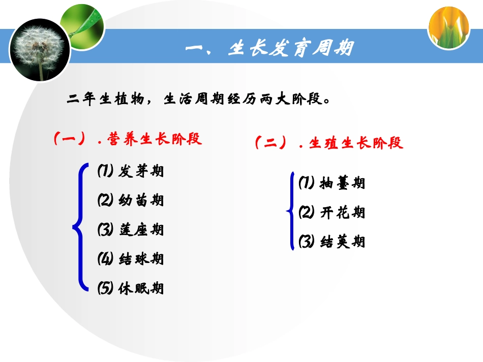 大白菜生育期考察项目及施肥技术_第3页