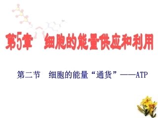 细胞的能量“通货”ATP