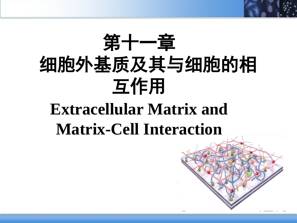 细胞外基质及其与细胞的相互作用_第2页