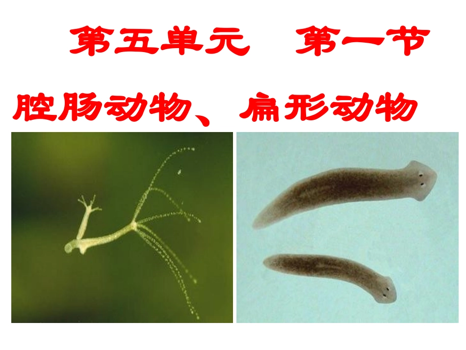 八年级腔肠动物和扁形动物ppt_第1页