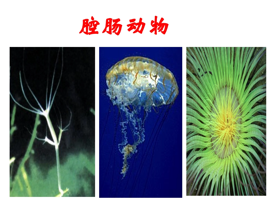 八年级腔肠动物和扁形动物ppt_第2页