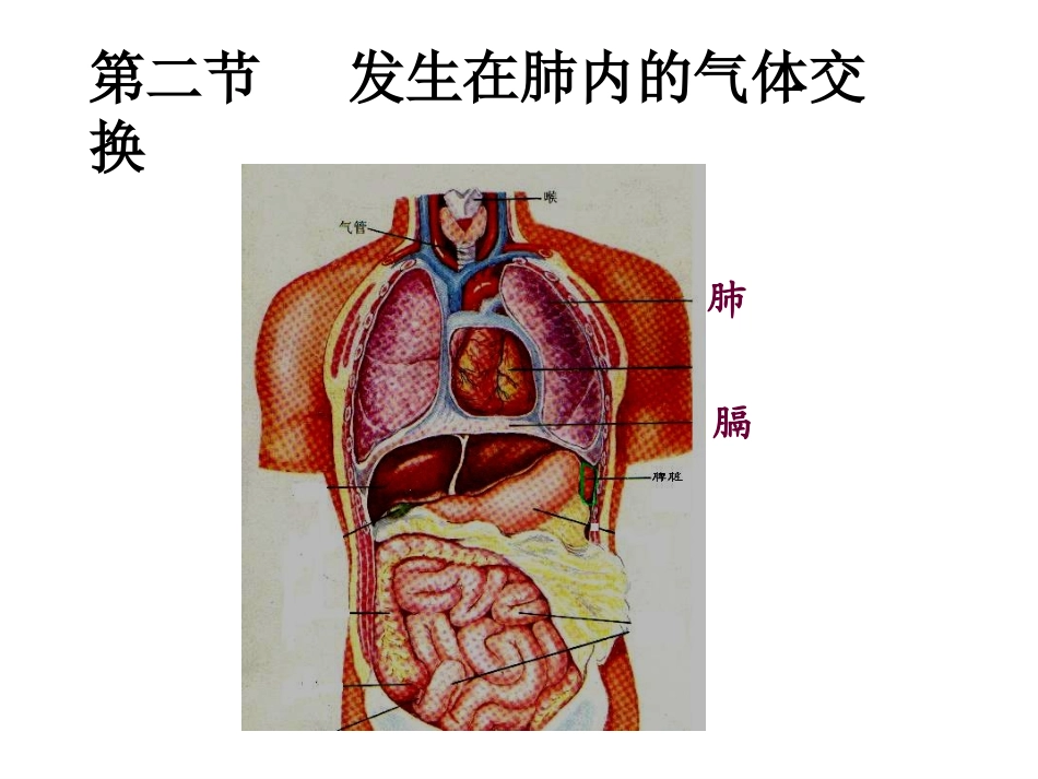 第二节 发生在肺内的气体交换ppt_第2页