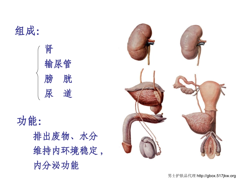 泌尿系统的组成部分及功能全解_第2页