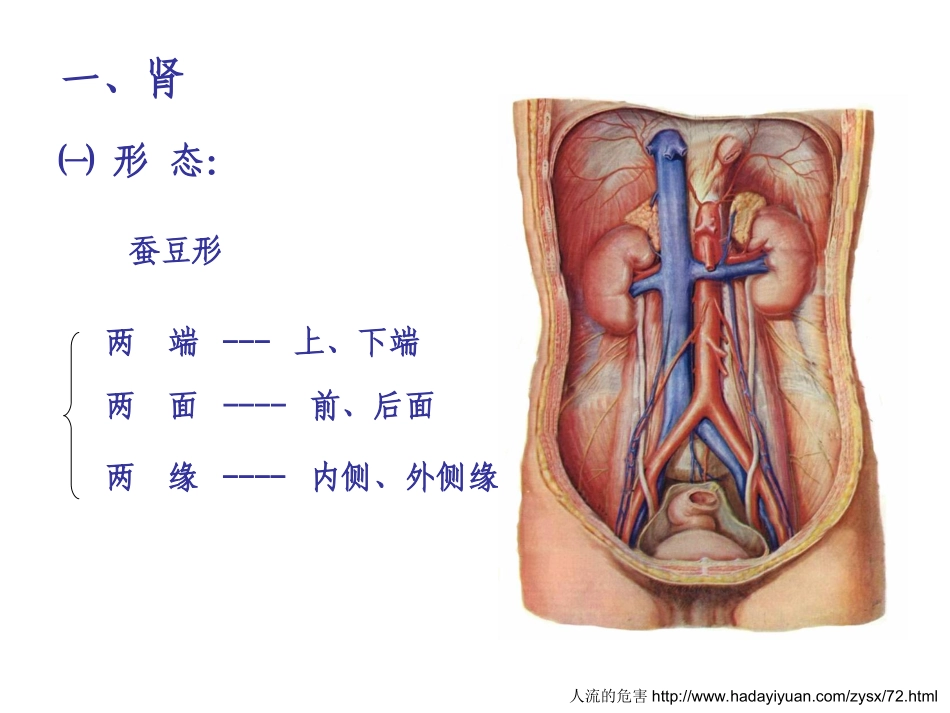 泌尿系统的组成部分及功能全解_第3页