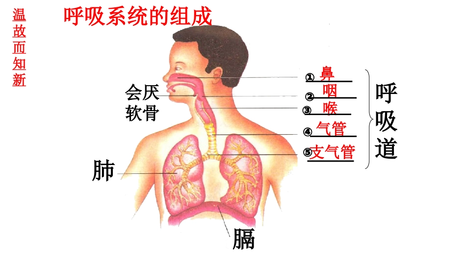 发生在肺内的气体交换_第2页