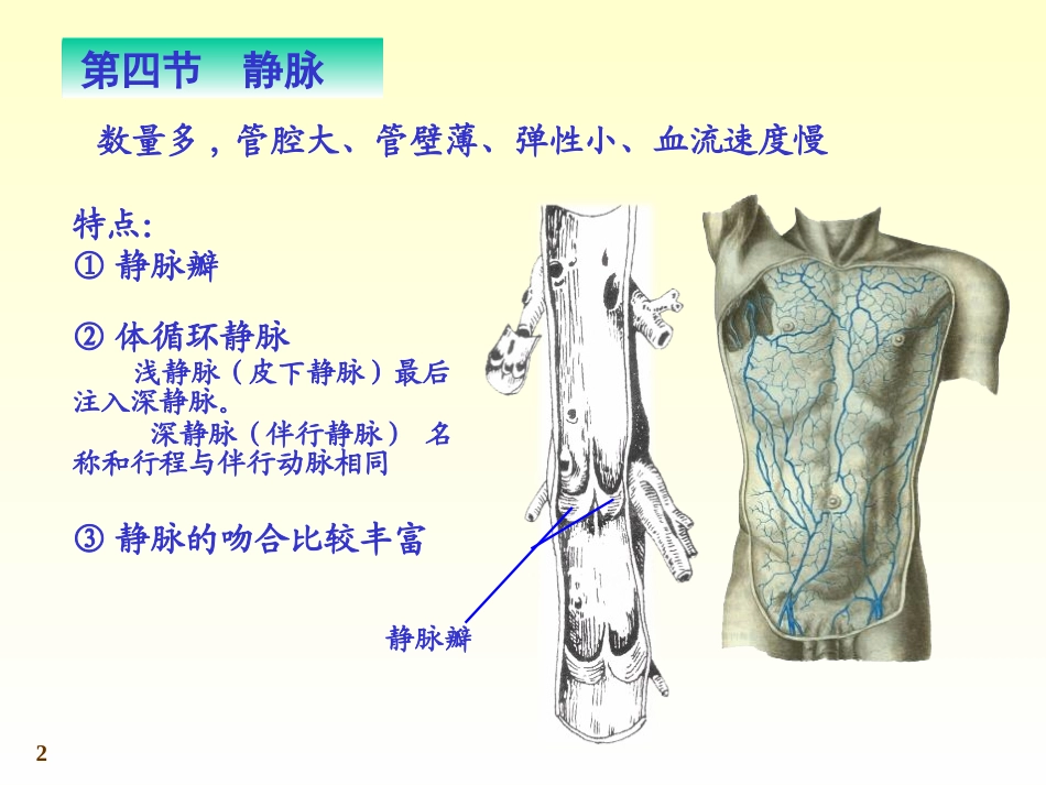 chapter11-4静脉_第2页