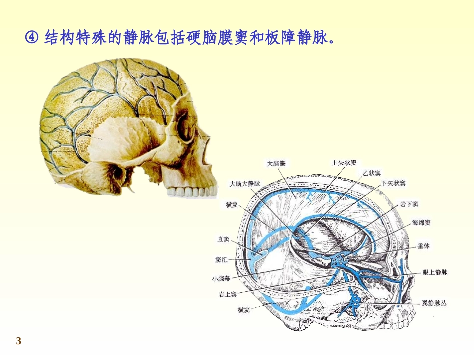 chapter11-4静脉_第3页