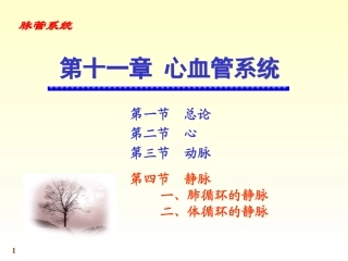 chapter11-4静脉