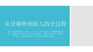从受精卵到胎儿的全过程
