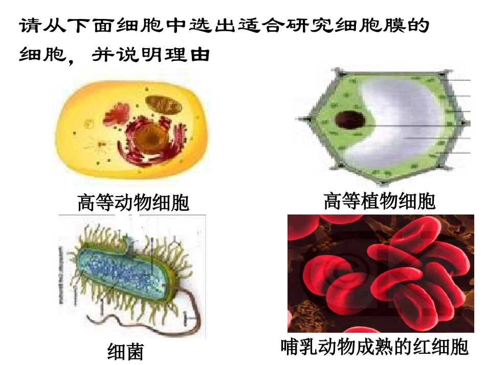 细胞的基本结构_第2页