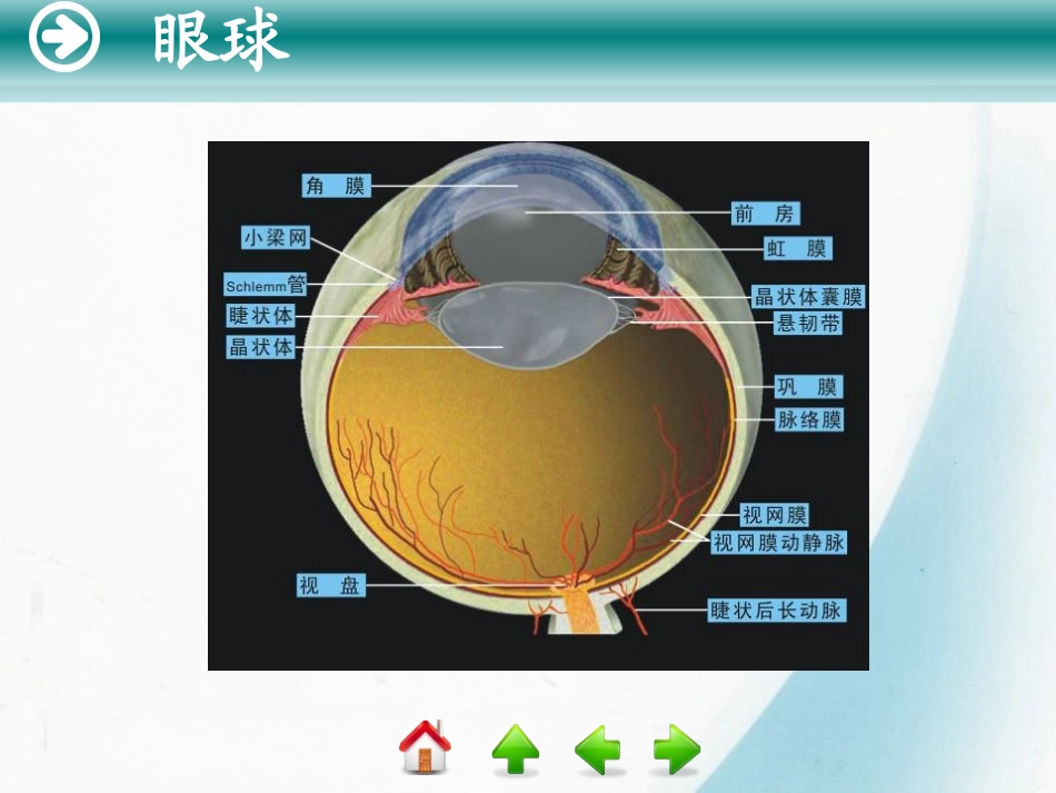 第一节 眼的应用解剖与生理_第3页