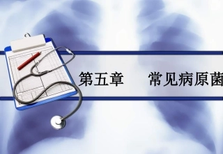第五章 常见病原菌