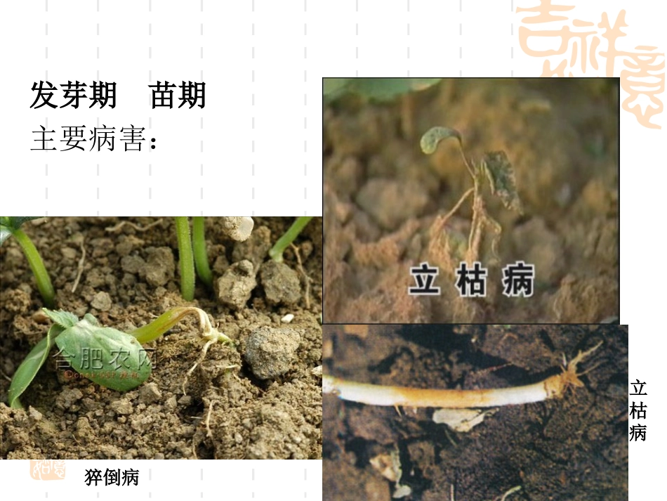 冬瓜主要病害防治_第3页