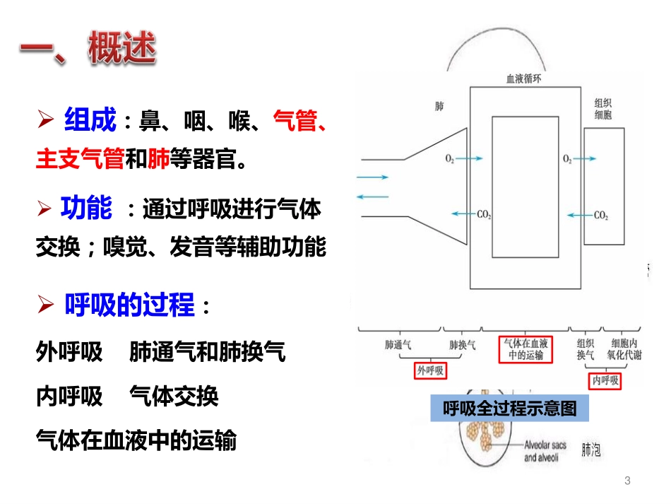 呼吸系统和皮肤 (1)_第3页