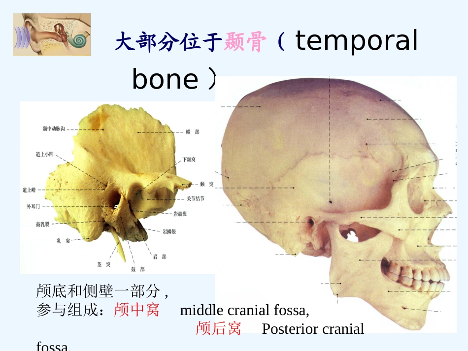 耳的应用解剖_第2页