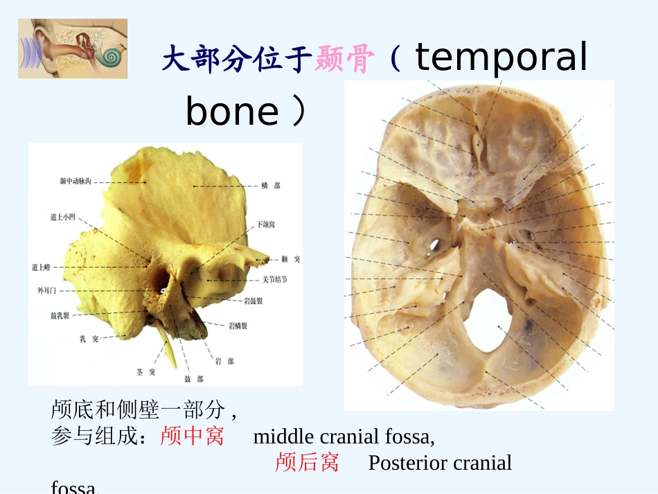 耳的应用解剖_第3页