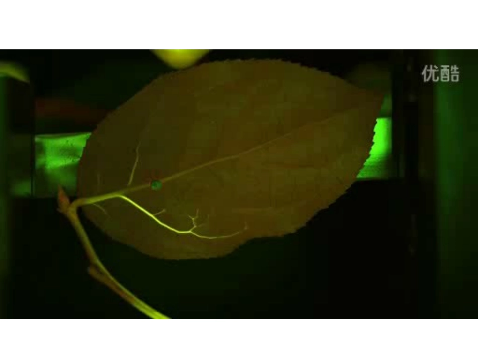 人教版二年级美术-第八课《叶子上的小血管》_第2页