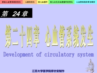 心血管系统的发生
