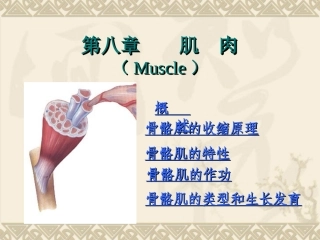 第九章+肌肉